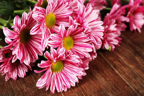 Paarse chrysant — Stockfoto