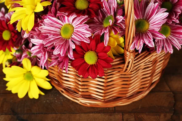 Prachtig chrysanthemum in mand — Stockfoto