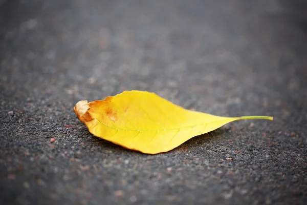 Autumn leaf on asphalt — Stock Photo, Image