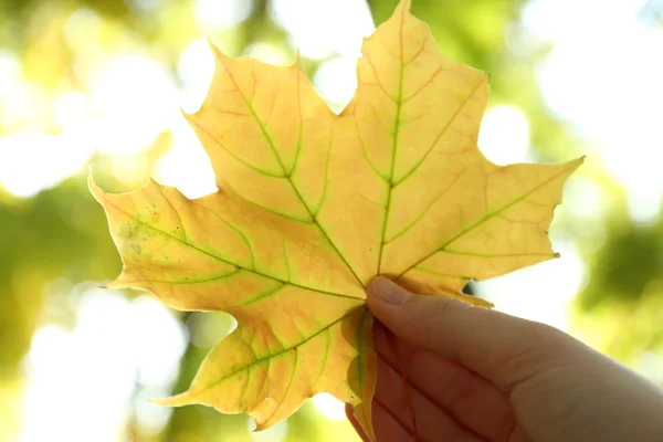 Beautiful autumn leaf in hand — Stock Photo, Image