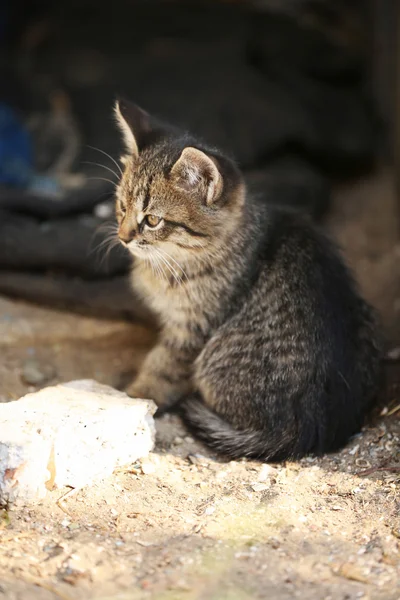 Kitten outdoors — Stock Photo, Image