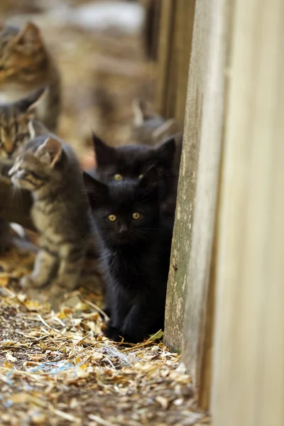 Kittens outdoors — Stock Photo, Image