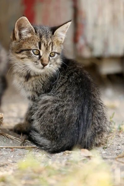 Kitten outdoors — Stock Photo, Image