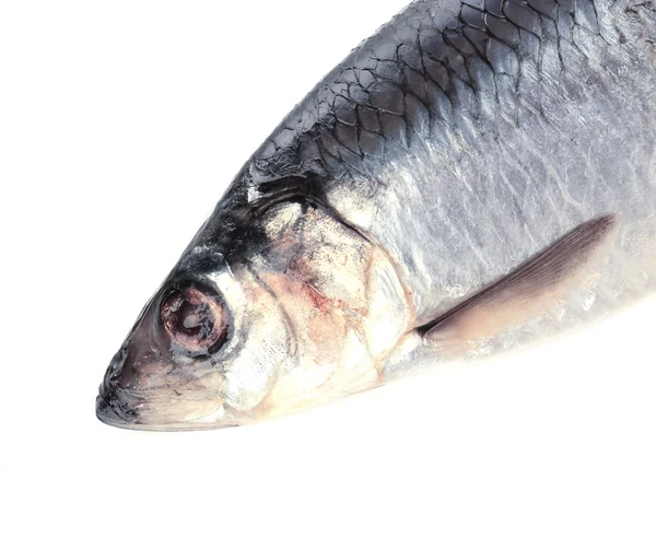 Färsk fisk — Stockfoto