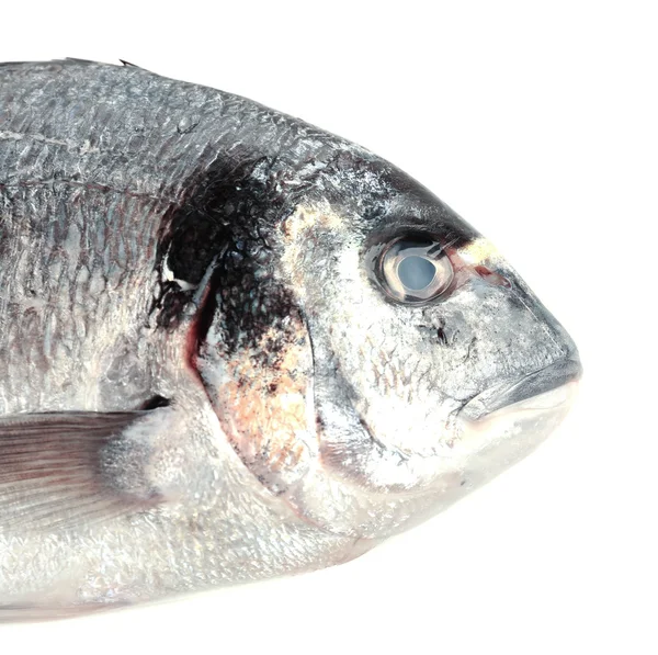 Färsk fisk — Stockfoto