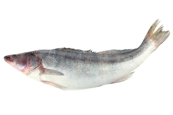 Frischer Fisch — Stockfoto