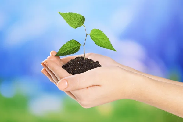 Plant in hands on light blue background — Stock Photo, Image