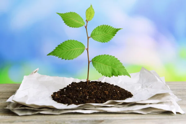 Plant growing from paper — Stock Photo, Image