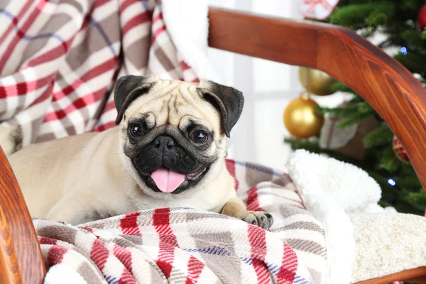 Rolig, söt och lekfull mops — Stockfoto