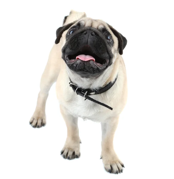 Cão pug — Fotografia de Stock