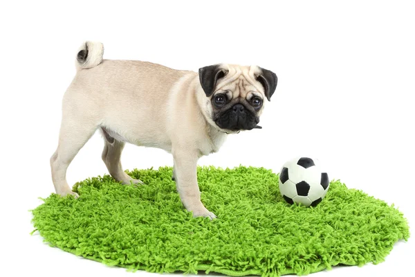 Funny, cute and playful pug — Stock Photo, Image