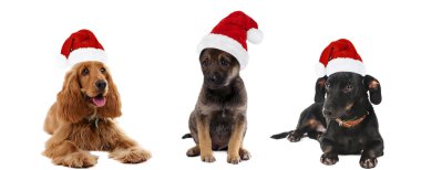 Sevimli küçük kedi yavrusu Santa Claus şapka