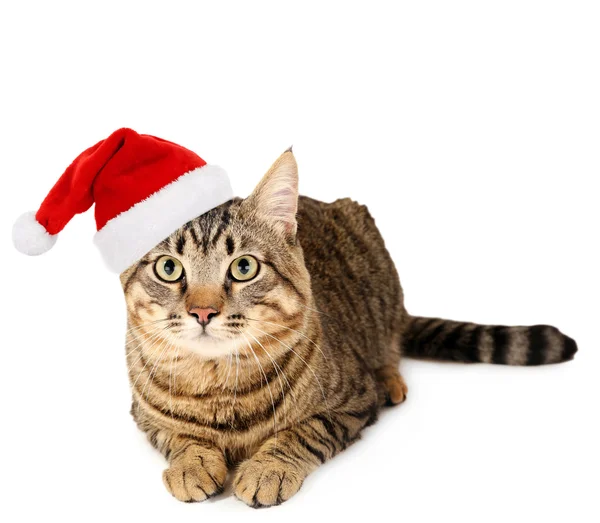 Lindo gatito en sombrero de Santa Claus —  Fotos de Stock