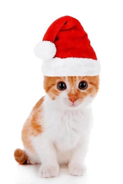 Cute little kitten in Santa Claus hat — Stock Photo, Image