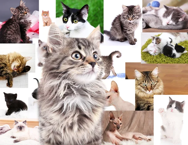 Collage av vackra katter — Stockfoto