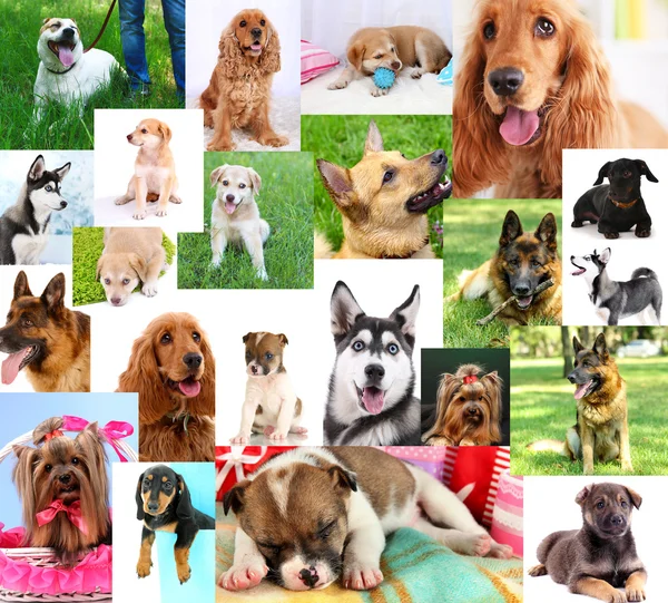 Collage van mooie honden — Stockfoto