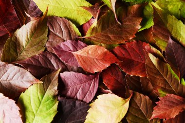 Sonbahar Yaprakları