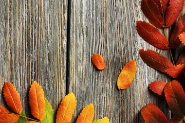 Sonbahar Yaprakları