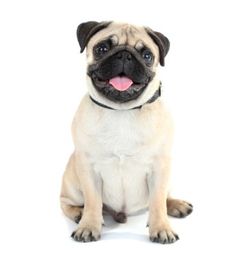 Funny, cute and playful pug clipart