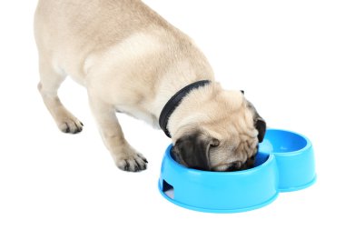 Komik, şirin ve oynak pug