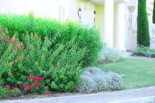 Beautiful green bushes — Stock Photo, Image