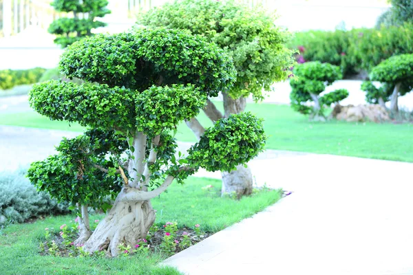 Hermosos árboles verdes — Foto de Stock