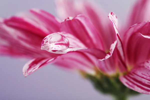 Kropli wody na fioletowy kwiat — Zdjęcie stockowe
