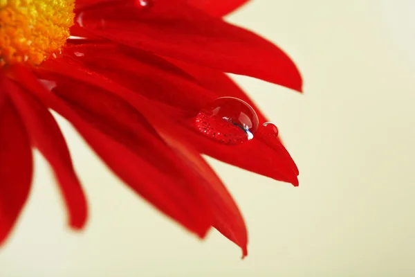 Gota de agua sobre flor roja — Foto de Stock