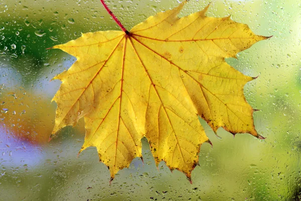 Hojas de otoño en ventana —  Fotos de Stock