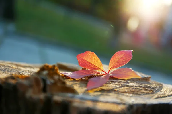 Hermosa hoja de otoño — Foto de Stock