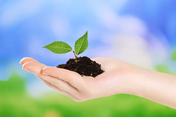 Planta en mano sobre fondo azul claro —  Fotos de Stock