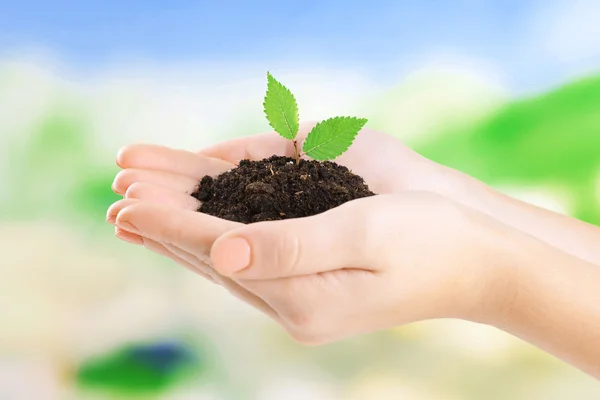 Planta em mãos no fundo azul claro — Fotografia de Stock