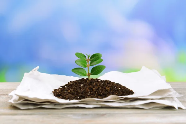 Plant growing from paper — Stock Photo, Image