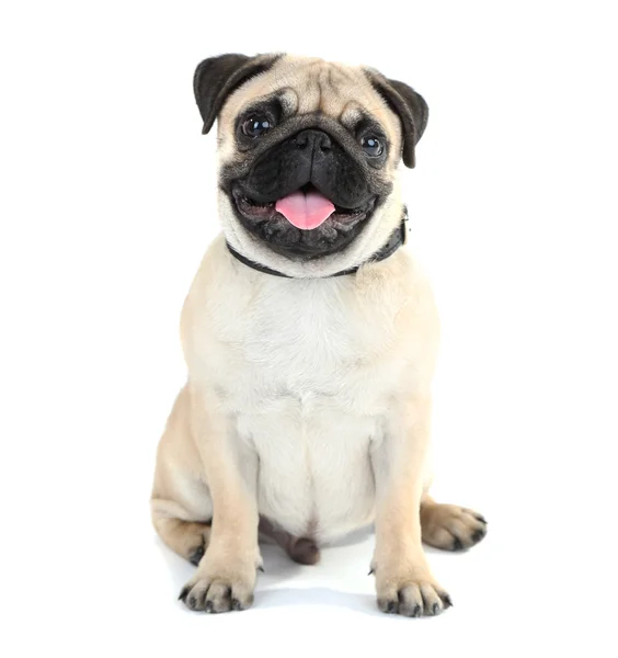 Funny, cute and playful pug — Stock Photo, Image