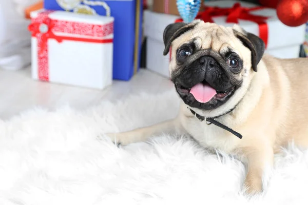 Funny, cute and playful pug — Stock Photo, Image