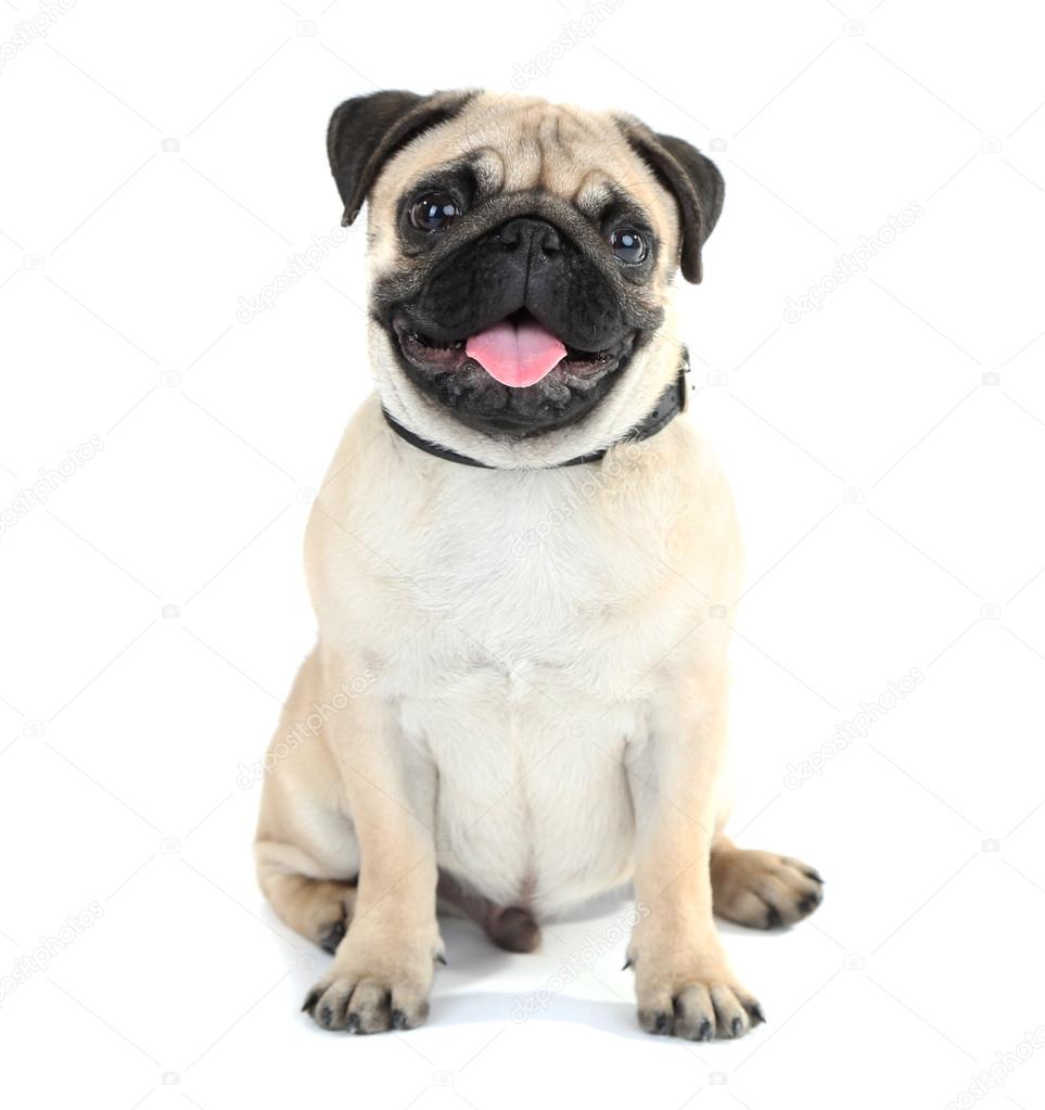 Funny, cute and playful pug