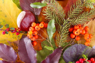 Yaprak, dağ muşmulası ve ashberries