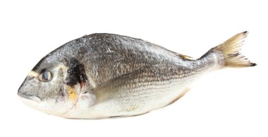 taze dorado balığı