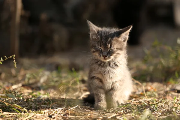 Cat outdoors — Stock Photo, Image