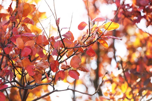 Mooie herfst achtergrond — Stockfoto