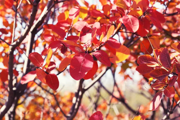 Belles feuilles d'automne — Photo