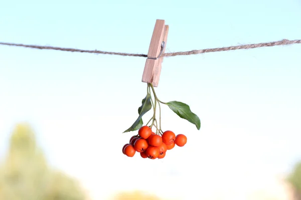 Ashberry branch hanging on rope