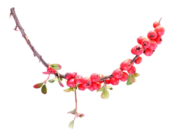 Ramo cotoneaster — Foto Stock