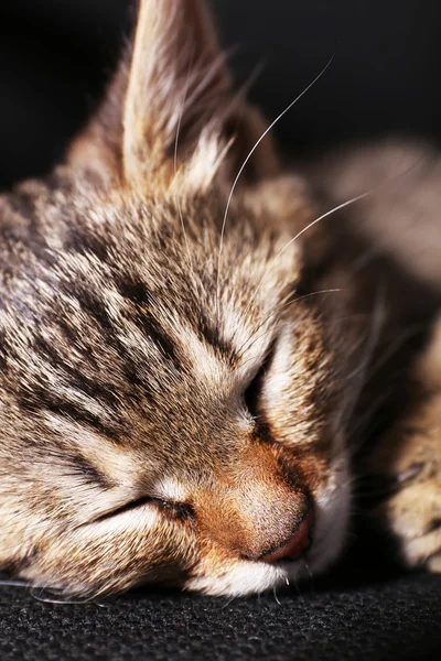Śpiący kociak — Zdjęcie stockowe