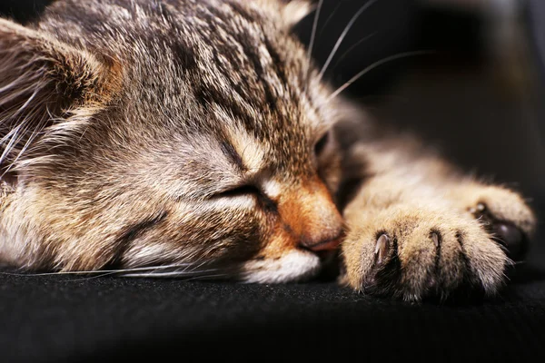 Gatito dormido —  Fotos de Stock