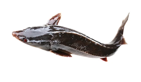 新鮮な sterlet 魚 — ストック写真