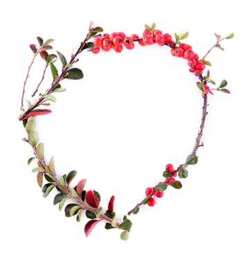 dağ muşmulası Şubesi