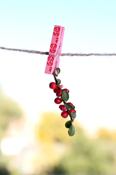 Cotoneaster branch hanging on rope — Stock Photo, Image