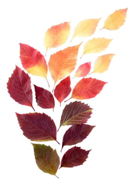 Leaves — Stock Photo, Image