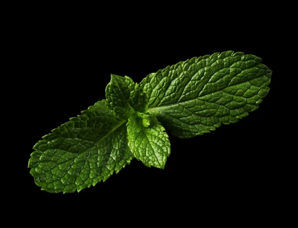 Hoja de menta — Foto de Stock